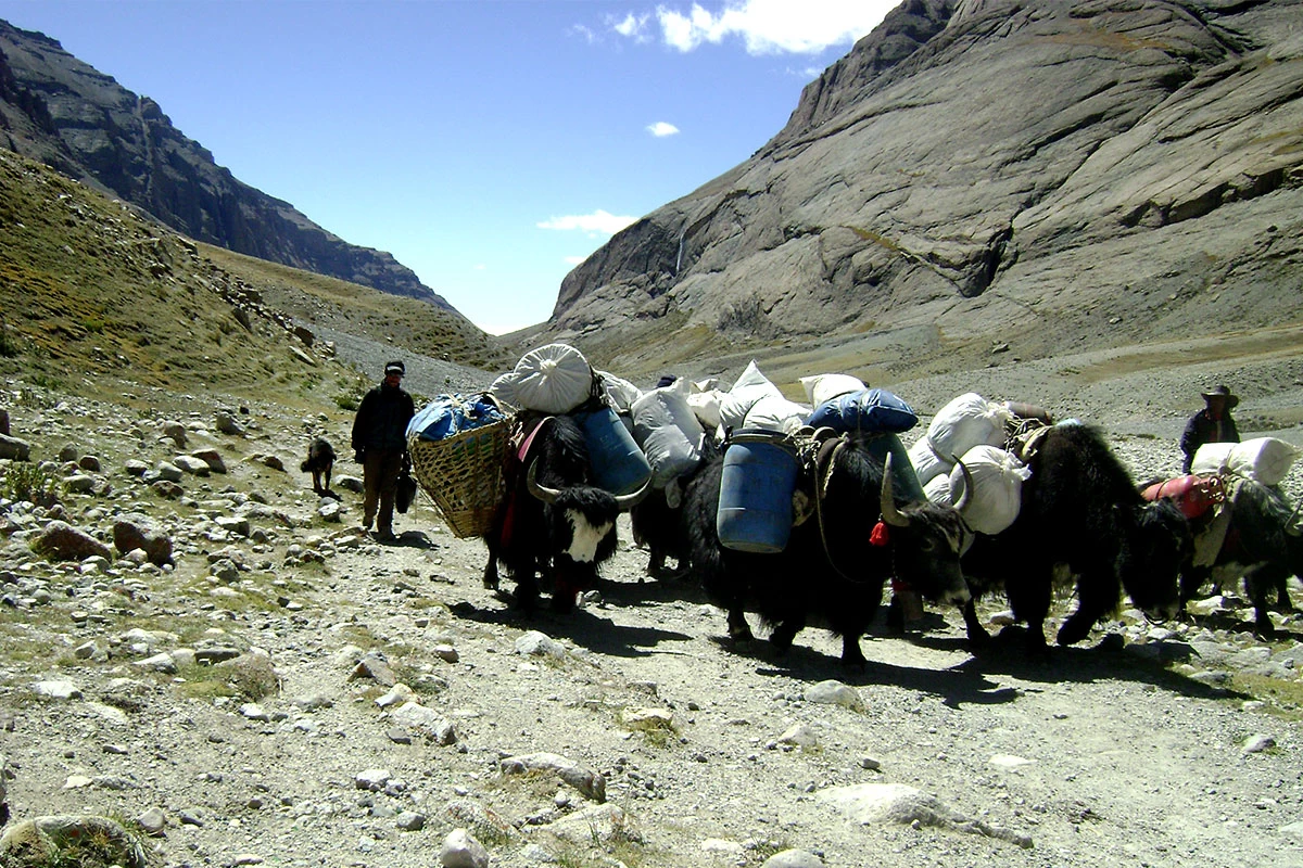 Renting Yaks for Kailash Kora