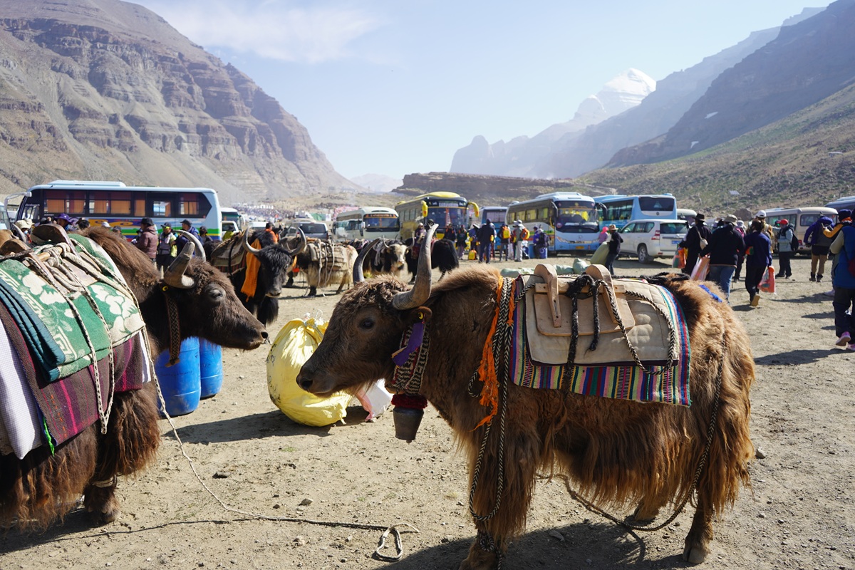 Pilgrim riding a pony on Kailash Kora trail near Darchen Tibet - Kailash Mansarovar Yatra by Pony